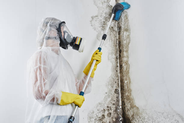 Best Mold Remediation  in Gold River, CA