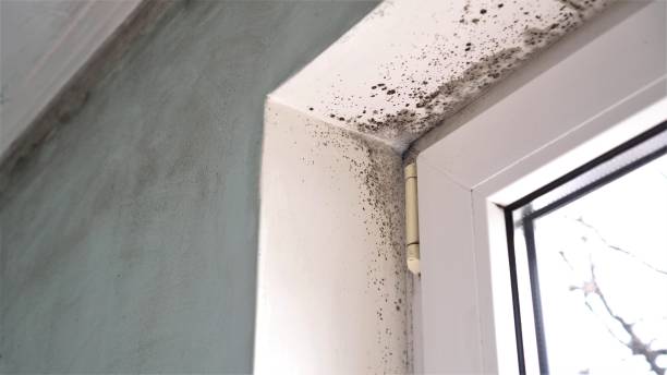 Best Black Mold Removal  in Gold River, CA