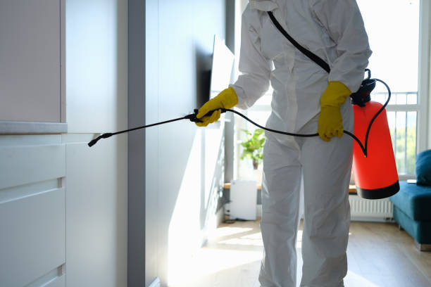Best Local Mold Removal Service  in Gold River, CA