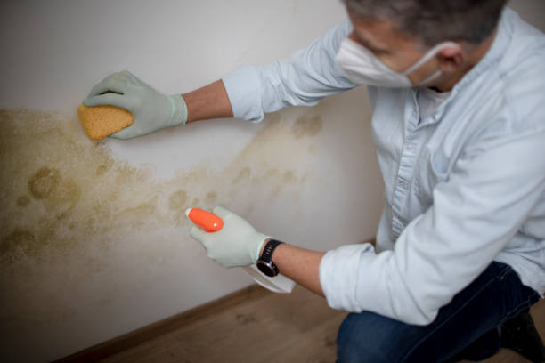 Best Toxic Mold Removal  in Gold River, CA