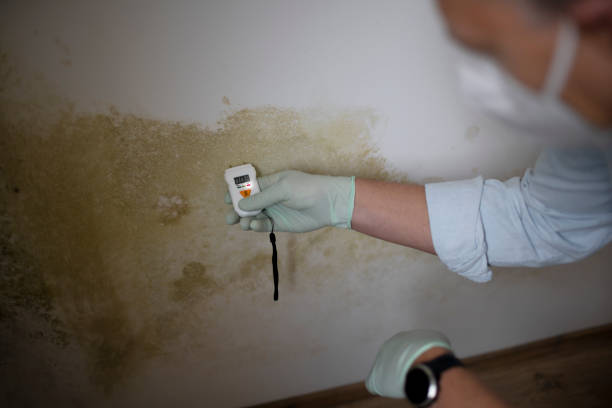 Best Best Mold Removal Companies  in Gold River, CA