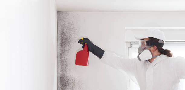 Best Emergency Mold Removal  in Gold River, CA