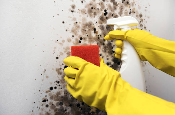 Best Commercial Mold Removal  in Gold River, CA