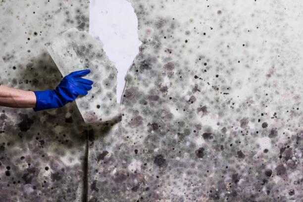 Mold Removal Process in Gold River, CA