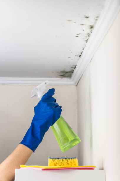 Best Residential Mold Removal  in Gold River, CA